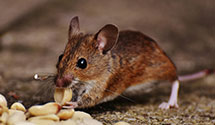 24 Hour & Emergency Exterminators in Curryville, PA
